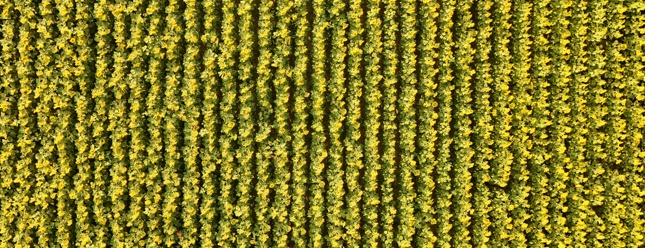 Termografia in Agricoltura